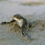 Leatherback Sea Turtle Babies , 6 Leatherback Turtle Facts In Reptiles Category