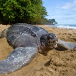 Leatherback Sea Turtle Photo , 6 Leatherback Turtle Facts In Reptiles Category