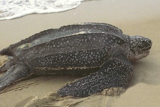 Leatherback Sea Turtles , 6 Leatherback Turtle Facts In Reptiles Category