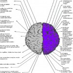 Left vs Right Brain , 8 Left Right Brain Characteristics In Brain Category