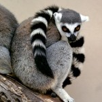 Lemur Facts , 6 Ring Tailed Lemur Facts In Mammalia Category