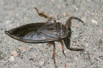 Lethocerus Americanus , 6 Water Bug Beetle In Bug Category