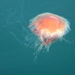 Lions Mane Jellyfish , 6 Lion Mane Jellyfish Photos In Marine Category