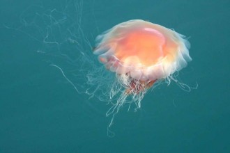 Lions Mane Jellyfish in Spider