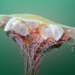 Lion's Mane Jellyfish Information , 6 Lion Mane Jellyfish Photos In Marine Category