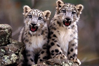 Little Snow Leopard , 7 Pics Of Snow Leopards In Mammalia Category