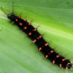 Malachite Butterfly Life Cycle , 4 Malachite Butterfly Caterpillar Photo In Butterfly Category