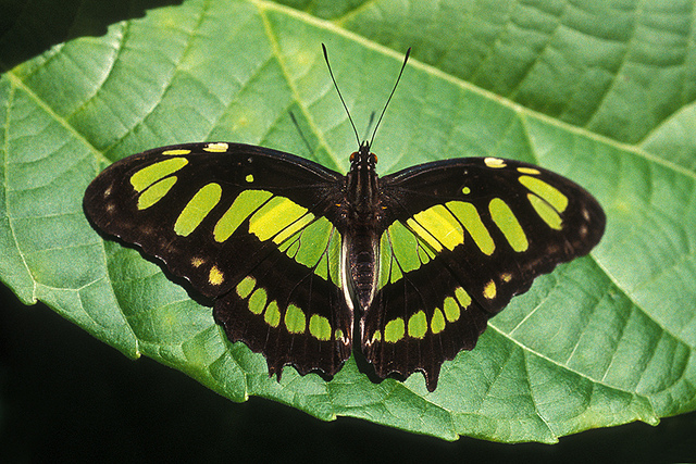 Butterfly , 7 Malachite Butterfly Facts : Malachite Butterfly Photo Gallery