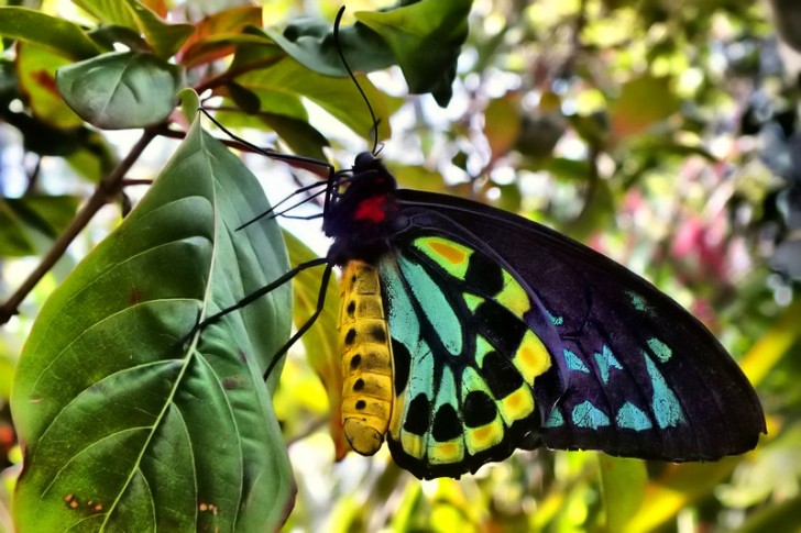 Butterfly , 8 Cairns Birdwing Butterfly Facts : Male Cairns Birdwing Photo