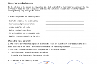 Meiosis Internet Lesson Answers , 8 Meiosis Internet Lesson In Cell Category