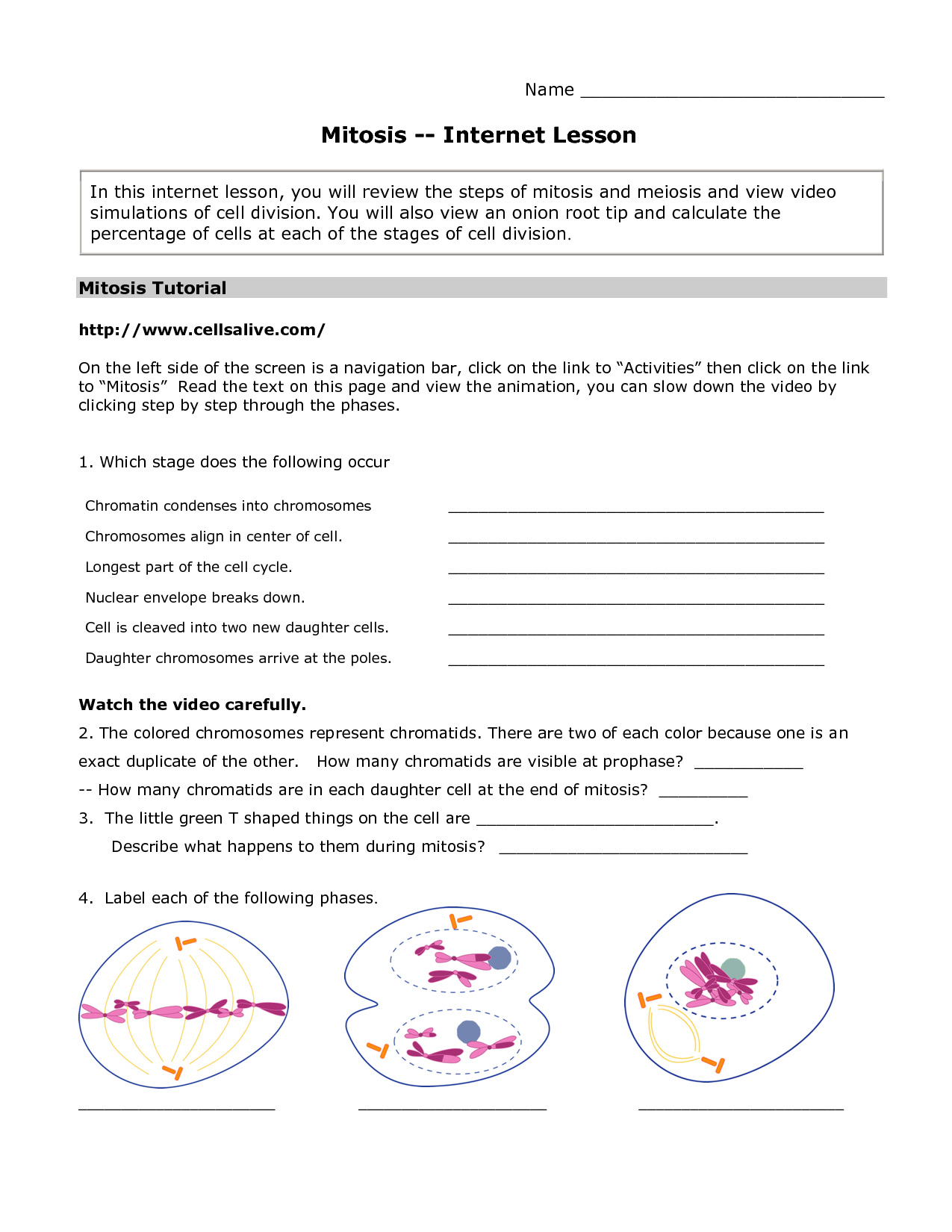 Cell Cycle And Mitosis Worksheet Answer Key Cells Alive Cell Cycle Ppt Download The Cell 