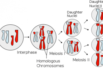 Meiosis Stages Worksheet , 8 Meiosis Internet Lesson In Cell Category