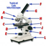 Microscope Parts Quiz , 5 Parts Of The Microscope Quiz In Cell Category