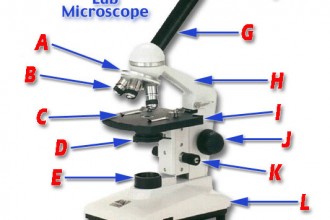 Microscope Parts Quiz in Marine