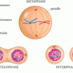 Mitosis , 4 Structures Involved In Mitosis In Animal Cells In Cell Category