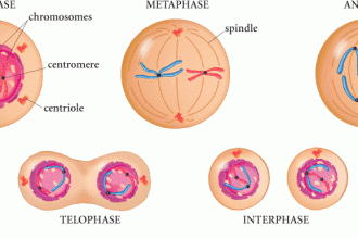 Cell , 4 Structures Involved In Mitosis In Animal Cells : Mitosis