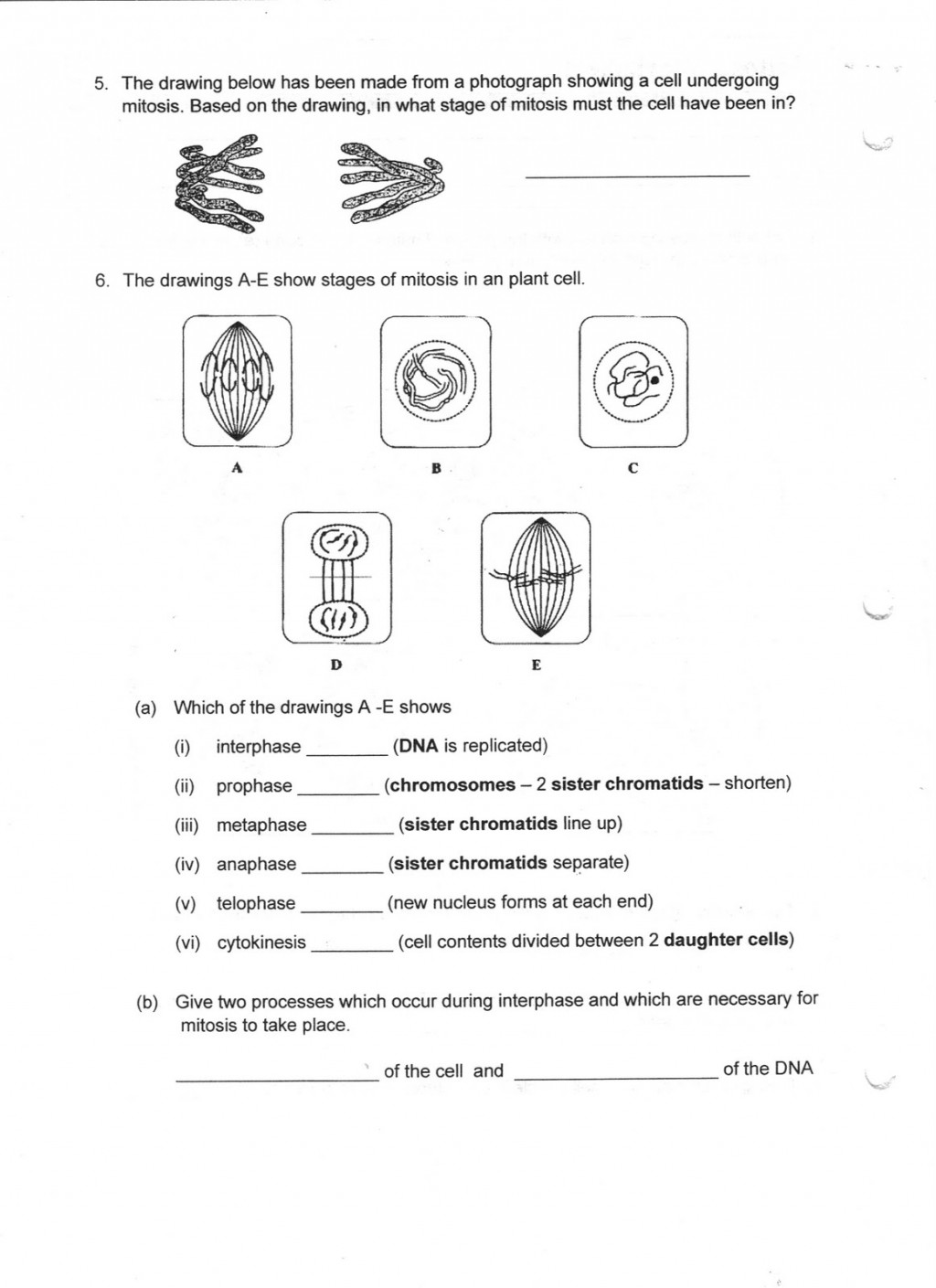 Mitosis Worksheet Answer : Biological Science Picture Directory