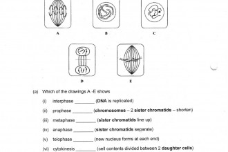 Mitosis Worksheet Answer , 8 Meiosis Internet Lesson In Cell Category