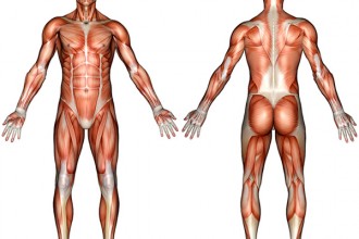 Muscle System Diagram Not Labeled , 6 Muscular System Pictures Labeled In Muscles Category