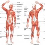 Muscular System Picture , 6 Muscular System Pictures Labeled In Muscles Category