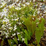 Narrow Leaf Forms , 6 Epimedium Leaf Photos In Plants Category