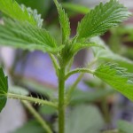 Nettle Leaf Benefits , 6 Stinging Nettle Leaf Benefits In Plants Category