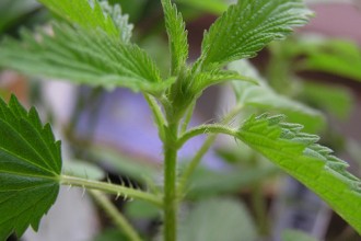 Nettle Leaf Benefits in Orthoptera