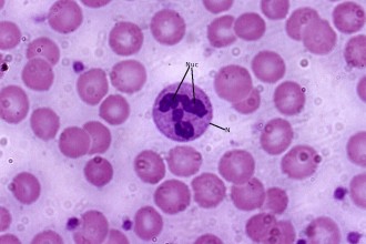 Neutrophil Histology in Cell