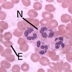Neutrophils in Human Blood , 8 Neutrophils Pictures In Cell Category