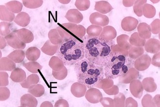 Neutrophils In Human Blood , 8 Neutrophils Pictures In Cell Category