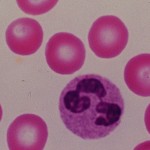 Neutrophils picture , 8 Neutrophils Pictures In Cell Category