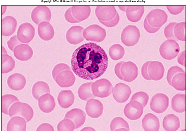Cell , 8 Neutrophils Pictures : Neutrophils