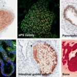 New Type of Pluripotent Cell Discovered In Adult Breast Tissue , 5 Main Tissue Types Found In The Human Body In Cell Category