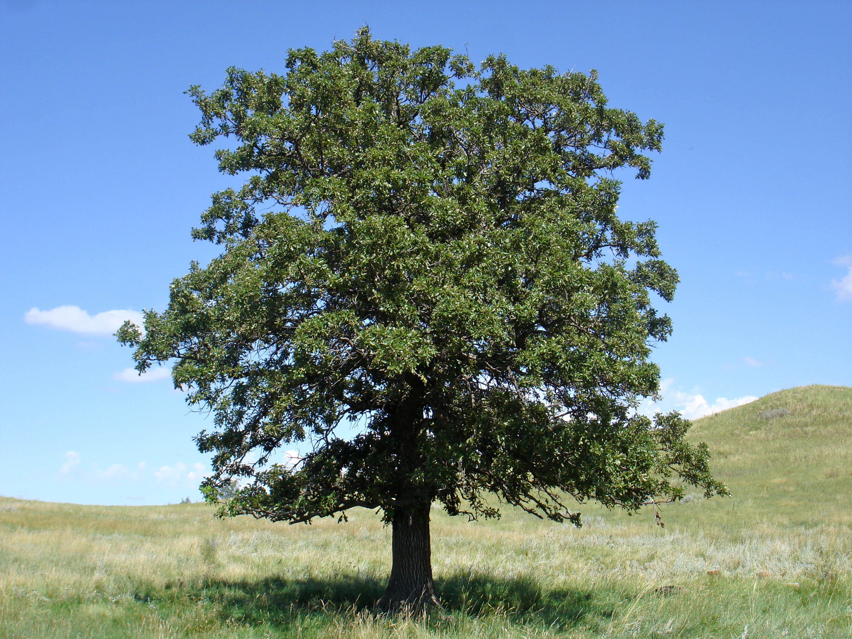 Дуб Македонский дерево