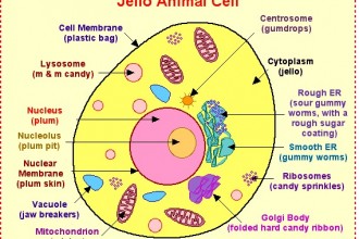 Parts Of Animal Cell , 5 Parts Of Cell Pictures In Cell Category