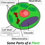 Parts of Plant Cell , 5 Parts Of Cell Pictures In Cell Category