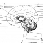 Parts of the Brain Diagram quiz , 4 Human Brain Diagram Quiz In Brain Category