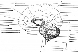 Parts Of The Brain Diagram Quiz , 4 Human Brain Diagram Quiz In Brain Category