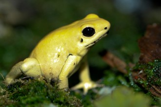 Phyllobates Terribilis , 5 Poison Dart Frog Facts In Amphibia Category