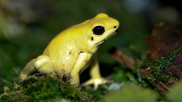 Amphibia , 5 Poison Dart Frog Facts : Phyllobates Terribilis