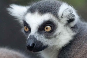 Pictures Of Ring Tailed Lemurs , 6 Ring Tailed Lemur Facts In Mammalia Category