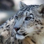 Pictures of Snow Leopards , 7 Pics Of Snow Leopards In Mammalia Category