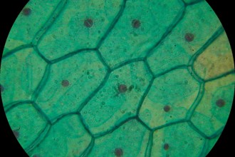 Plant Cell Structure Under Microscope , 8 Pictures Of Plant Cells Under A Microscope In Cell Category