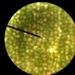 Plant Cells , 8 Pictures Of Plant Cells Under A Microscope In Cell Category