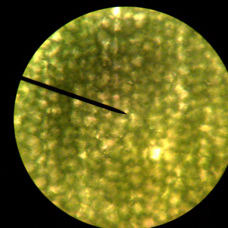 Cell , 8 Pictures Of Plant Cells Under A Microscope : Plant Cells