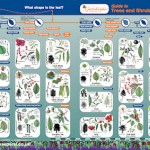 Plant Identification Guides , 3 British Tree Leaf Identification Keys In Plants Category