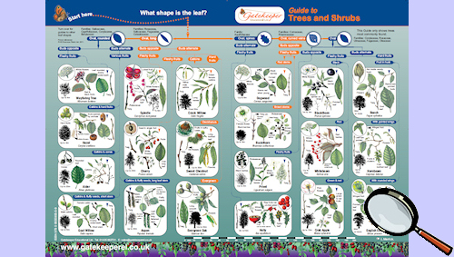 Plants , 3 British Tree Leaf Identification Keys : Plant Identification Guides
