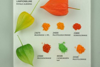 Plant Pigmente , 6 Plant Pigment Chromatography In Plants Category