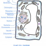 Plant cell model project kids , 5 Plant Cell Activities For Kids In Cell Category