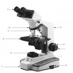 Principles of Biology Lab Quiz , 5 Parts Of The Microscope Quiz In Cell Category